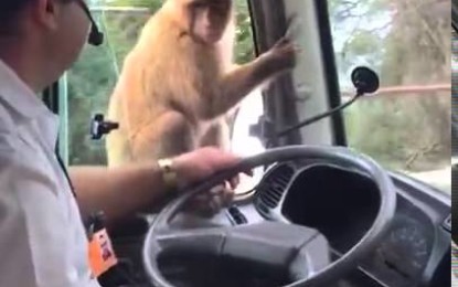 Se distrae un segundo y un mono le roba el almuerzo