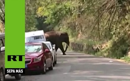 Un elefante ‘fuera de control’ desata el pánico entre conductores