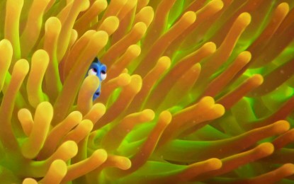 El Nuevo Anuncio Exclusivo de Disney Pixar Finding Dory