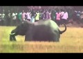 Un elefante lanza a un hombre por los aires y lo pisotea hasta la muerte