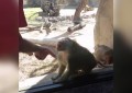 Un hombre realiza un truco de magia frente a un primate y esta fue su inesperada reacción