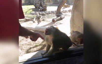 Un hombre realiza un truco de magia frente a un primate y esta fue su inesperada reacción