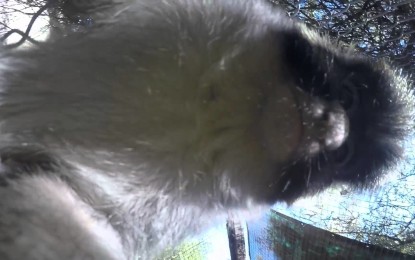 Un mono roba una cámara, graba un video y se toma un ‘selfie’