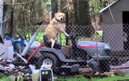 Un perro se pone al volante de una máquina cortacésped