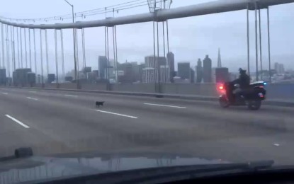 Divertida persecución policial de un Chihuahua en San Francisco