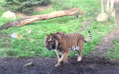 Ha sido muy mala idea despertar a este tigre de su siesta