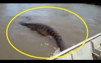 Hallan monstruosa anaconda gigante en Brasil