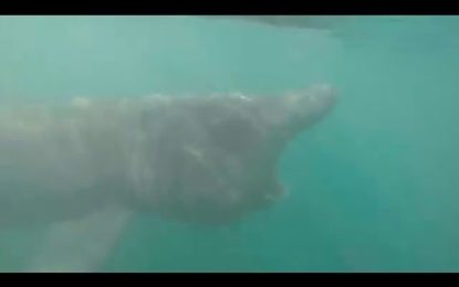 La increíble reacción de un hombre al ‘chocar’ con un gigante tiburón