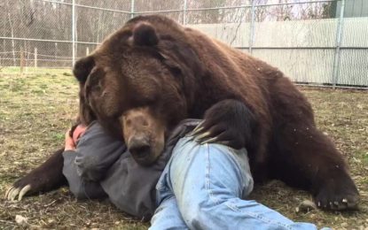 No apto para cardiacos: se acuesta con un oso de unos 700 kilogramos y le pasa esto