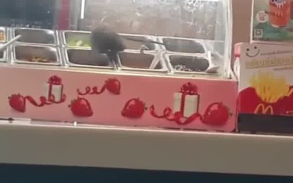 Una enorme rata es sorprendida dándose un festín en un McDonald’s