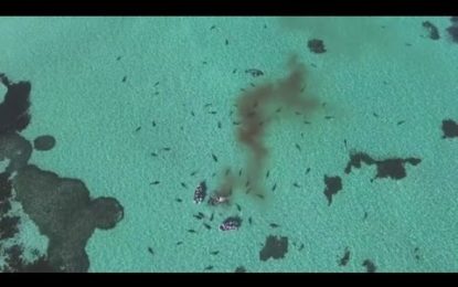 70 tiburones llevaron a cabo una sangrienta matanza en el Océano Índico