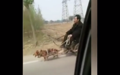 Crueldad contra los animales: un chino va en un carro tirado por su pequeña mascota