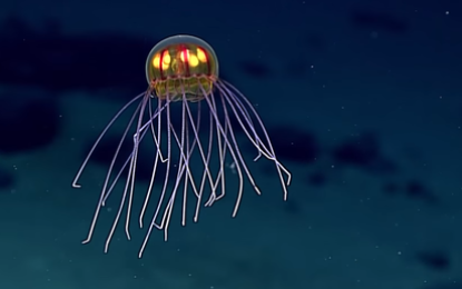 Encuentran en las profundidades del mar una medusa brillante parecida a una criatura extraterrestre