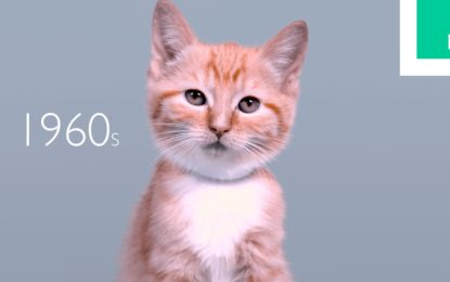 ¿Cuánto cambiaron los gatos en los últimos 100 años?