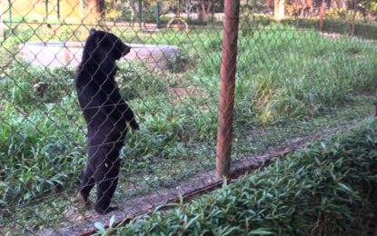 Graban en Laos a un extraño oso que camina como un hombre