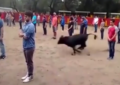 Video impactante: Un toro salta a una plaza llena de gente y… se limita a buscar una salida