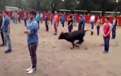 Video impactante: Un toro salta a una plaza llena de gente y… se limita a buscar una salida