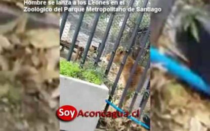 Un hombre se lanza a la jaula de los leones en el zoo, se desnuda y los provoca