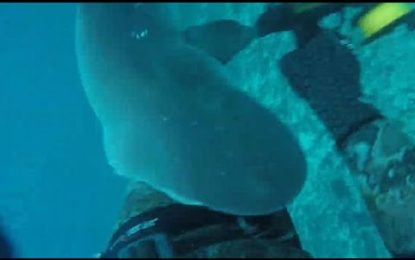 El ataque de un feroz tiburón filmado por una cámara de video