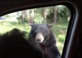 El aterrador momento en que un oso salvaje abre la puerta de tu coche