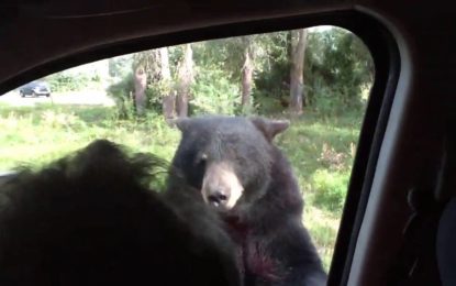 El aterrador momento en que un oso salvaje abre la puerta de tu coche