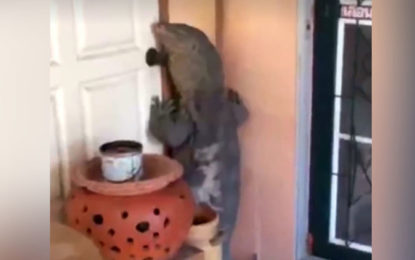 Un lagarto gigante se pone a dos patas e intenta entrar en una casa
