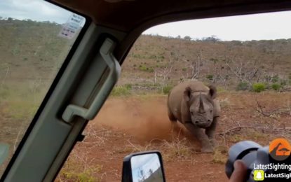Un furioso rinoceronte ataca a turistas