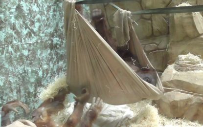 Una cría de orangután se fabrica una hamaca