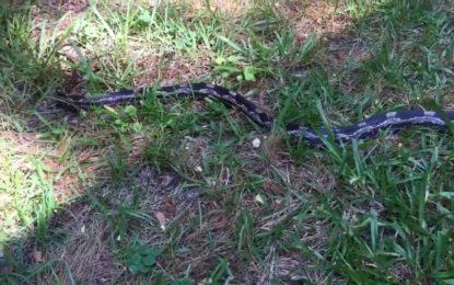 Una mujer trata de filmar una serpiente y le pasa esto