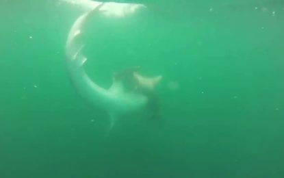 Combate a vida o muerte entre dos tiburones