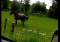 El ‘baile’ de este caballo rockero se vuelve viral en internet