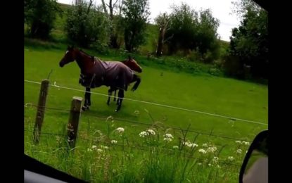 El ‘baile’ de este caballo rockero se vuelve viral en internet