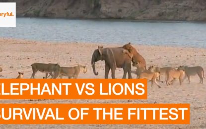 Elefantito vs. 14 leonas: ¿Quien ganó?