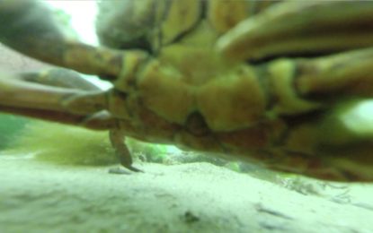 Increíbles imágenes filmadas por una GoPro que pasó casi un año en el fondo del mar
