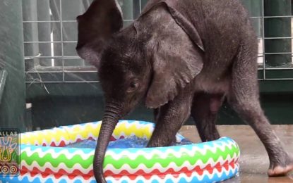 La sorprendente reacción de este bebé elefante al bañarse en una piscina por primera vez