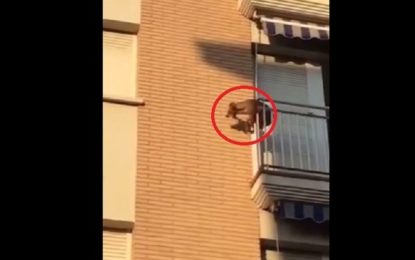 Un perro encerrado en un balcón sin agua ni comida cae al vacío al intentar escapar