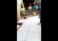 Un gato observa plácidamente una pelea entre dos ratas