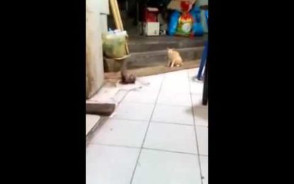 Un gato observa plácidamente una pelea entre dos ratas