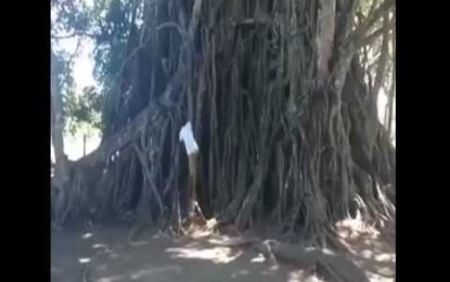 Un Tarzán de la vida real: así es como se trepa un árbol