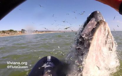 Una ballena sorprende a una surfista al intentar montarse en su tabla