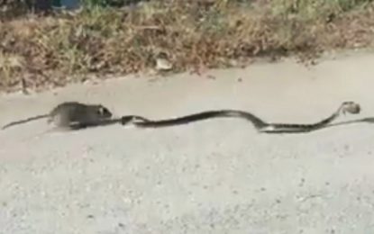 Una mamá rata lucha contra una serpiente para salvar a su bebé