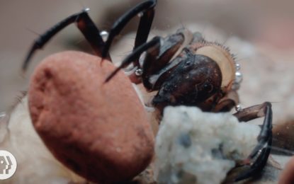 El insecto que hace su propia armadura con piedras [VIDEO]