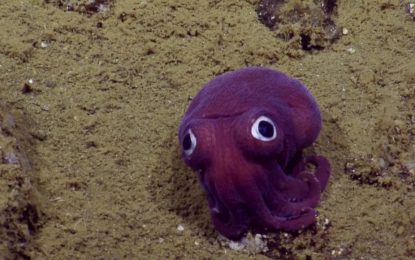 Este pequeño animal asombra a un grupo de investigadores submarinos
