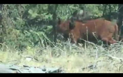 Fuerte video: Un oso se encuentra a una vaca y la devora