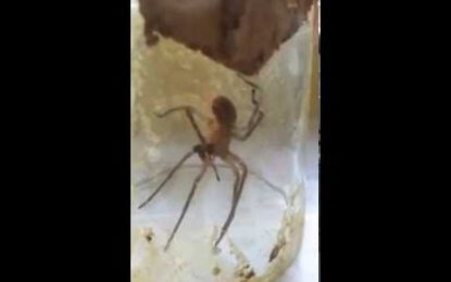 Ni a ‘Spiderman’ se le habría ocurrido: Una araña se venda una pata rota con su propia seda