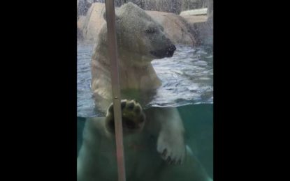 Un oso polar intenta tragarse a un bebé en un zoológico