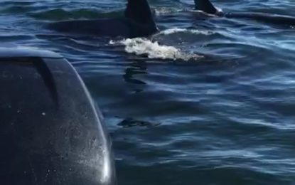 Una foca ‘burla’ a un grupo de ballenas asesinas