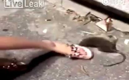 Una rata moribunda se venga de una joven que intentaba matarla (IMÁGENES EXPLÍCITAS)