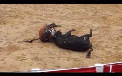 Mueren a la vez dos toros al chocar de frente en un encierro en España (FUERTES IMÁGENES)