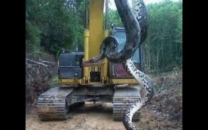 Obreros capturaron una anaconda de 10 metros en Brasil [VIDEO]